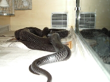 indigo breeding
