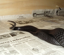 indigo breeding2