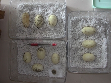 eastern indigo eggs