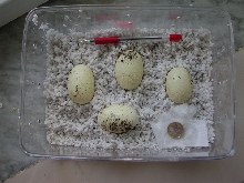 eastern indigo eggs