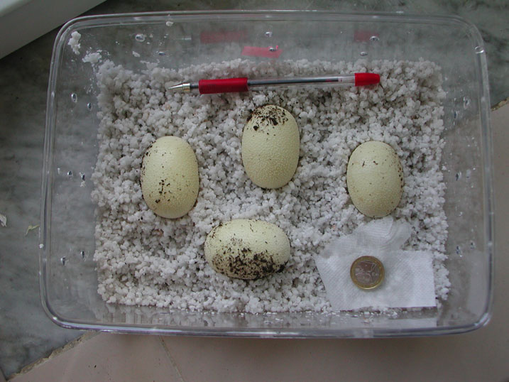 eastern indigo eggs