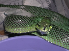 oxycephala