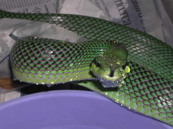 oxycephala