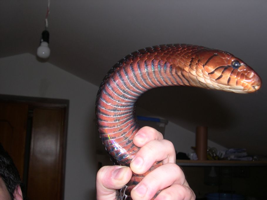 eastern indigo