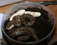 situla with eggs