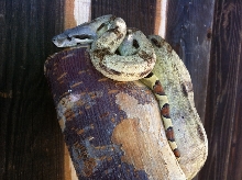 Paradox BCI or calico or what?3
