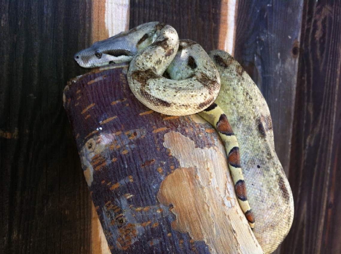 Paradox BCI or calico or what?3
