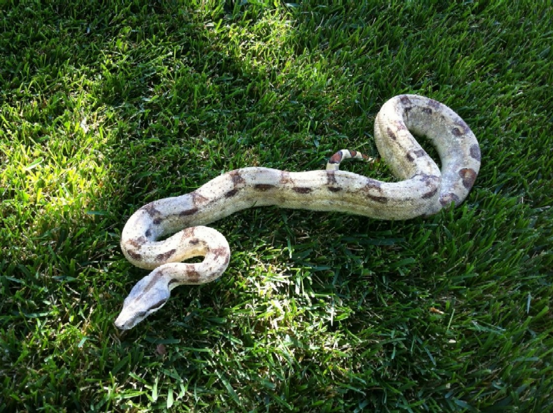 Paradox BCI or calico or what?2