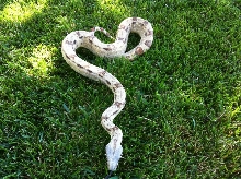 Paradox BCI or calico or what?1