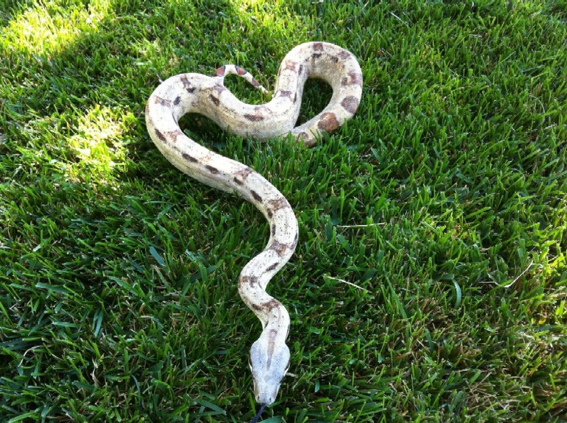 Paradox BCI or calico or what?1