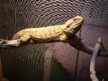 Ralphie :)