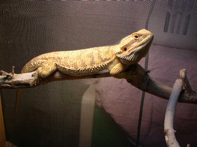 Ralphie :)