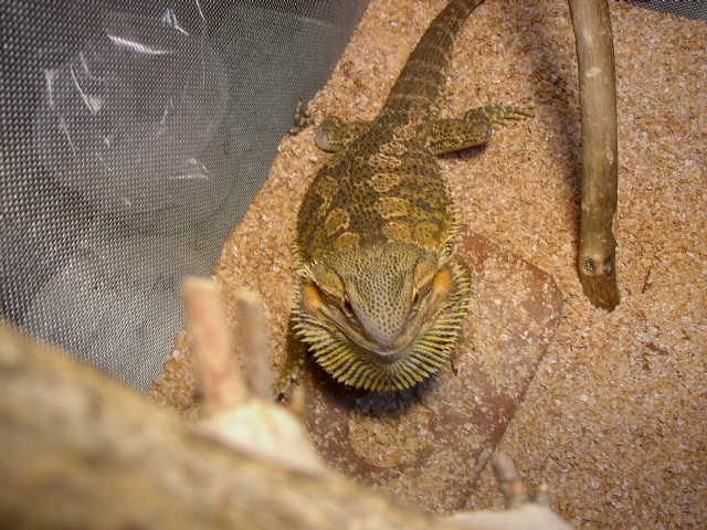 Ralph with his BEARD!!