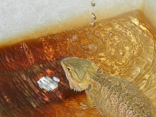 Ralph bathtime!!!