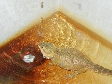 BATHTIME