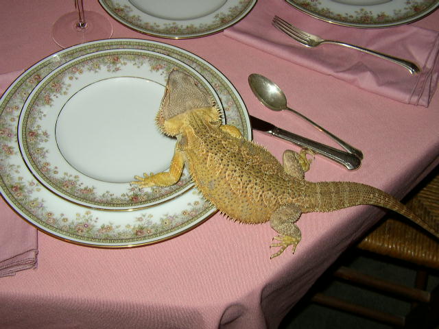 give me food!!