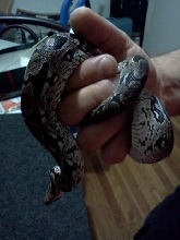 My Dumerils Boa (female)