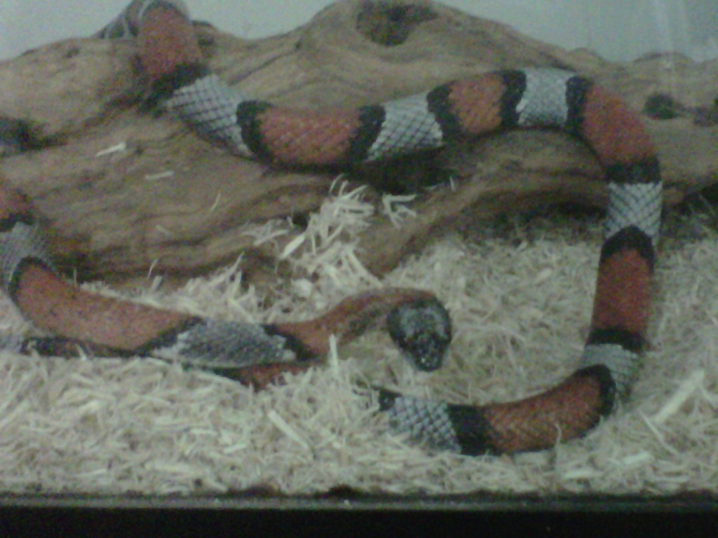 My Gray Banded King