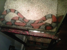 My Gray Banded King
