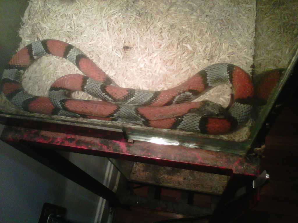 My Gray Banded King