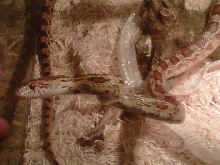 Cornsnake x Gophersnake hybrid