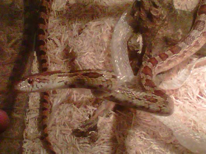 Cornsnake x Gophersnake hybrid