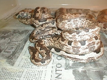 ADULTS BREEDING ISABALS