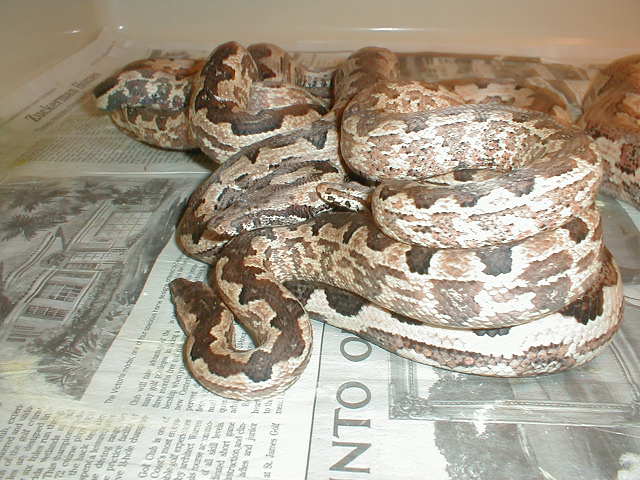 ADULTS BREEDING ISABALS