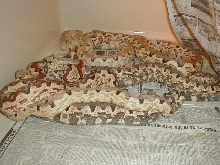 ADULTS BREEDING ISABELS