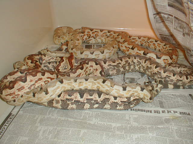 ADULTS BREEDING ISABELS