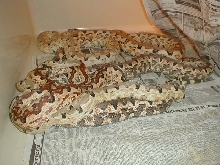 BREEDING GROUP ISABELS