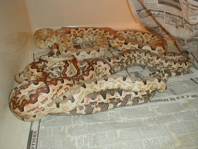 BREEDING GROUP ISABELS