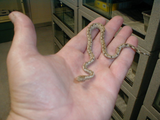 BABY ISABELS