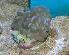Saltwater - Austin Aquariums