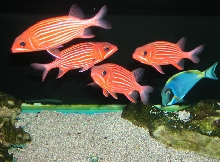 Saltwater Photos