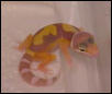 Jungle Rainwater albino