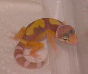 Jungle Rainwater albino