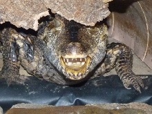 Guarding his burrow.