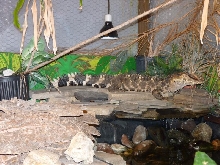 Jackson, my Schneider's Dwarf Caiman hanging out.