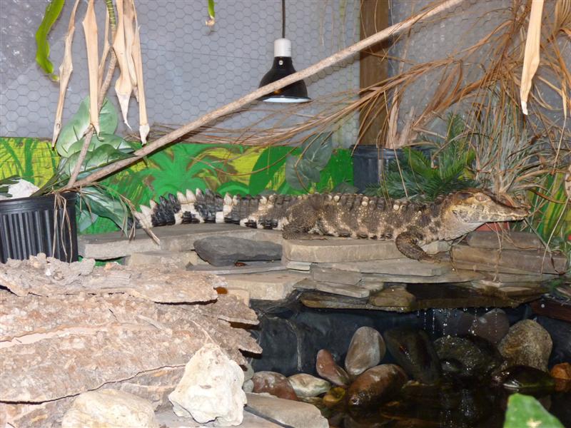 Jackson, my Schneider's Dwarf Caiman hanging out.