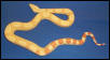 Male Albino