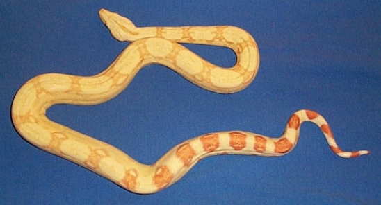 Male Albino