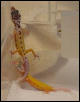 Patternless 100% het fro Rainwater albino and Rainwater patternless albino