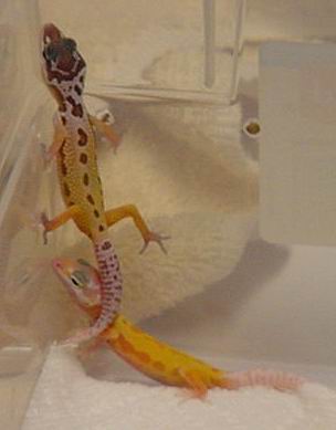 Patternless 100% het fro Rainwater albino and Rainwater patternless albino