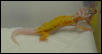 Rainwater patternless albino