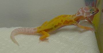 Rainwater patternless albino