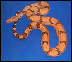 Pastel Boa