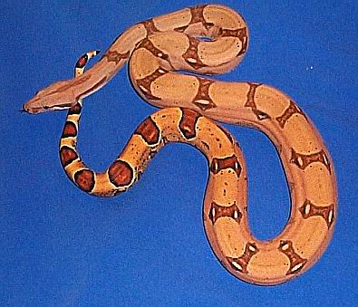 Pastel Boa