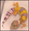 Baby hypo tang 2 weeks old