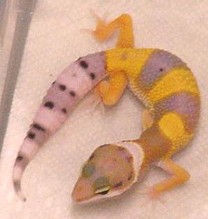 Baby hypo tang 2 weeks old